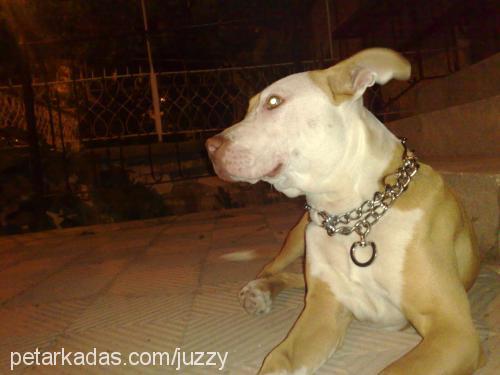 maylo Dişi Amerikan Pitbull Terrier