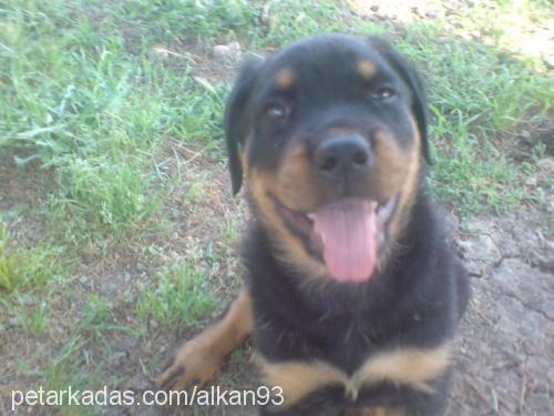 pasa Erkek Rottweiler