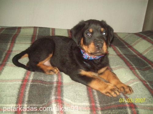 pasa Erkek Rottweiler