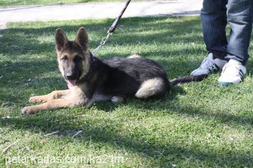 ayaz Erkek Alman Çoban Köpeği