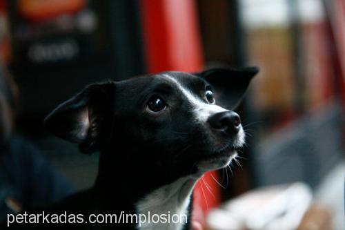 proxy Erkek Jack Russell Terrier