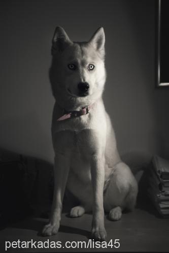 lisa Dişi Sibirya Kurdu (Husky)