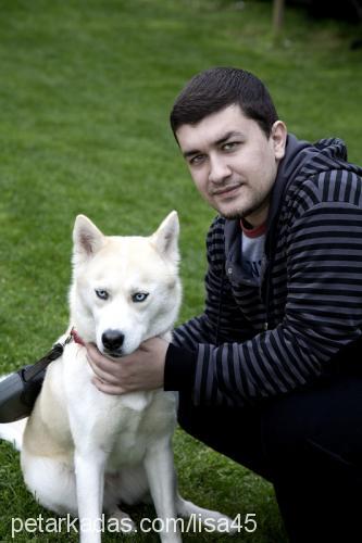 lisa Dişi Sibirya Kurdu (Husky)