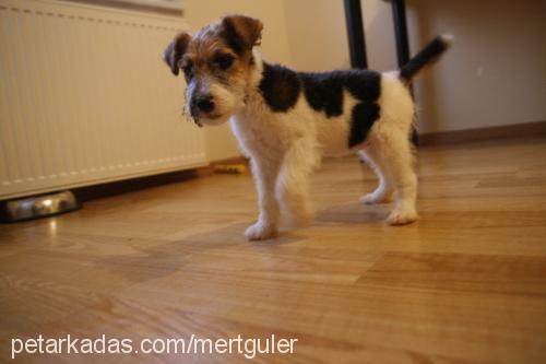 daisy Dişi Fox Terrier (Wire)