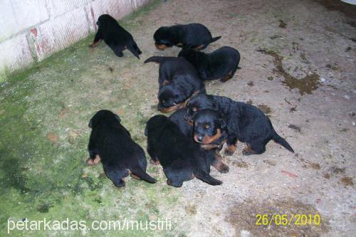 bebişler Erkek Rottweiler