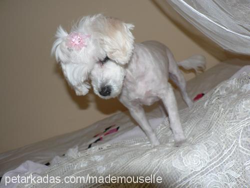 mademouselle Dişi West Highland White Terrier