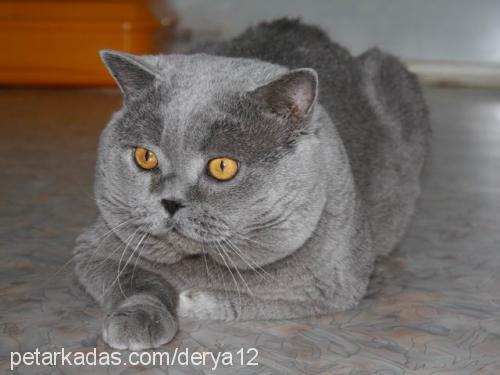 dezi Dişi British Shorthair