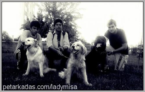 ladymişa Dişi Golden Retriever