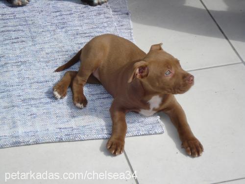 chelsea Dişi Amerikan Pitbull Terrier