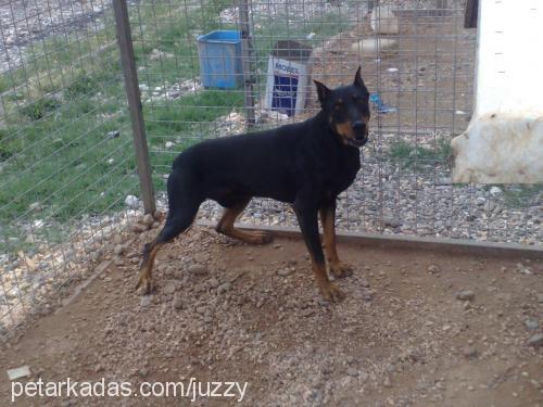 asi Erkek Doberman Pinscher