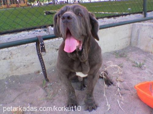 dino Erkek Tibetli Mastiff