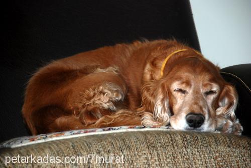 tarcin Dişi İngiliz Cocker Spaniel