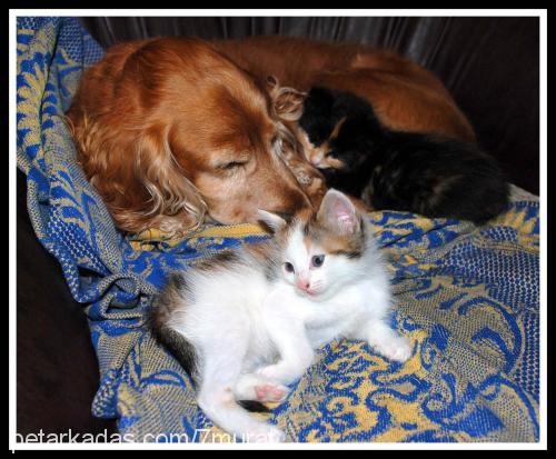 tarcin Dişi İngiliz Cocker Spaniel