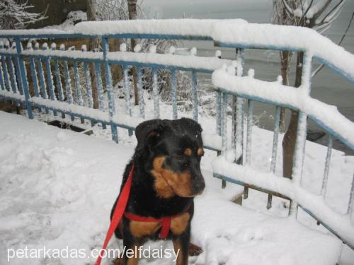 meyra Dişi Rottweiler