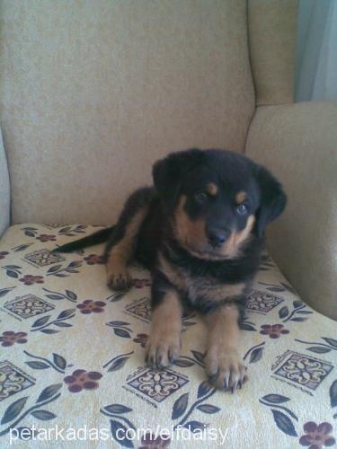 meyra Dişi Rottweiler