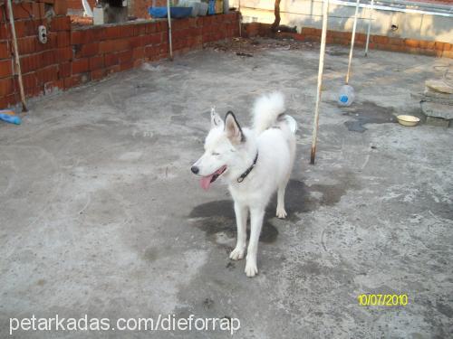 ice Erkek Sibirya Kurdu (Husky)