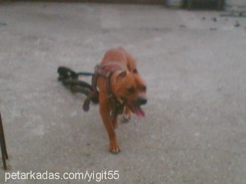 dax Erkek Amerikan Staffordshire Terrier