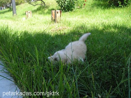 lucky Dişi Golden Retriever