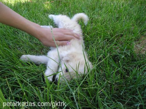 lucky Dişi Golden Retriever