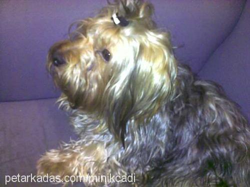 bubu Erkek Yorkshire Terrier