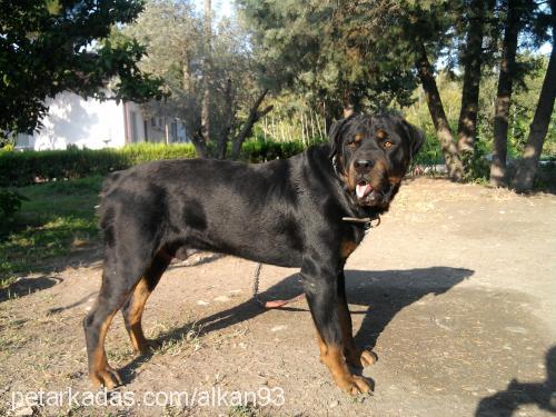 tyra Dişi Rottweiler