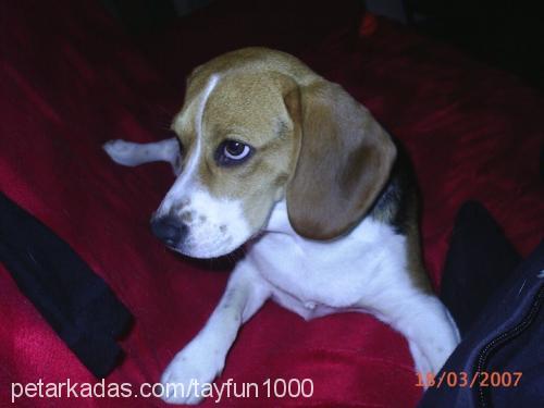 latİka Dişi Beagle