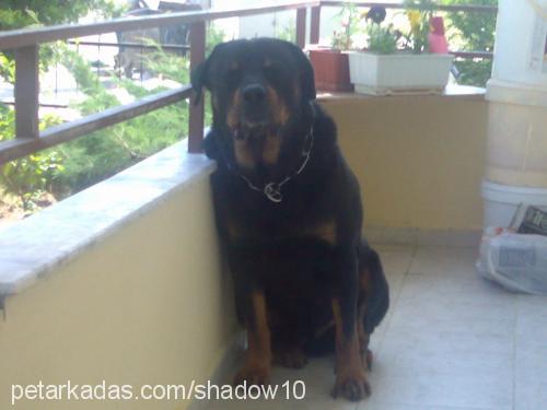 shadow Erkek Rottweiler