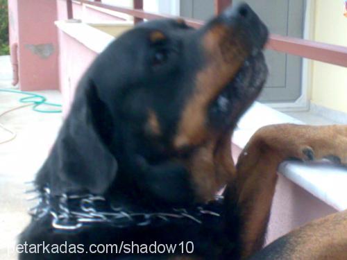 shadow Erkek Rottweiler