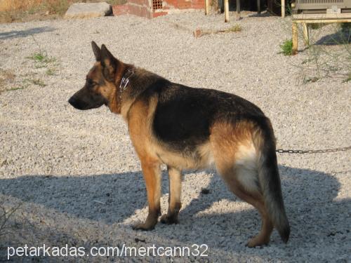 leydİ Dişi Alman Çoban Köpeği