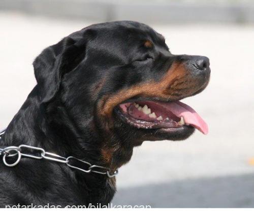 kontes Dişi Rottweiler