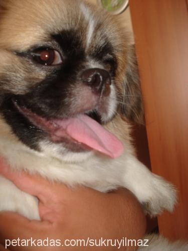 paŞa Erkek Pekingese