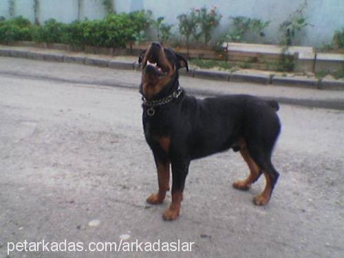 efekan Erkek Rottweiler