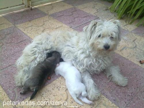 yumoŞ Dişi Norfolk Terrier