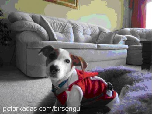 ozİ Dişi Jack Russell Terrier