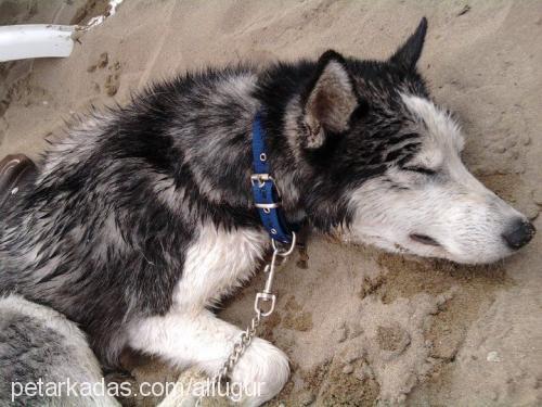 alves Erkek Sibirya Kurdu (Husky)