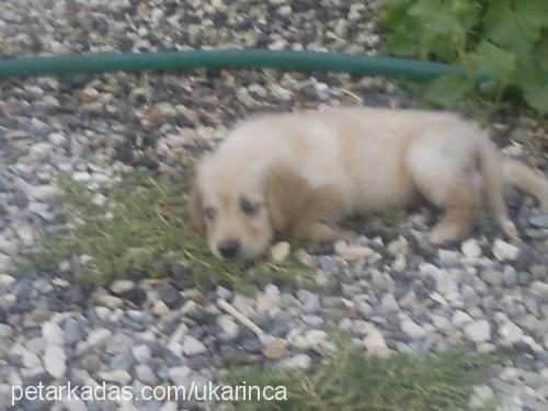 paşa Erkek Golden Retriever