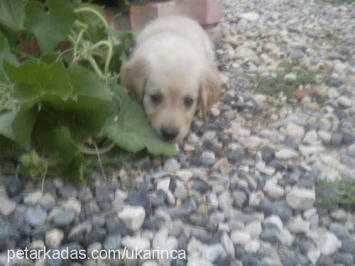 paşa Erkek Golden Retriever