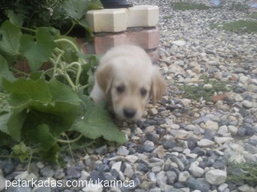 paşa Erkek Golden Retriever