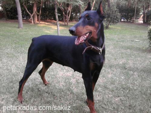 maya Dişi Doberman Pinscher