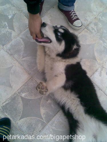 cıtırrr Dişi Alaskan Malamute