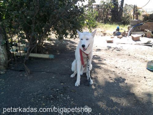 İce Erkek Sibirya Kurdu (Husky)