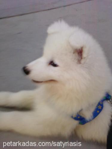 arthas Erkek Samoyed