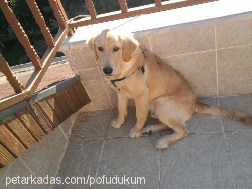 #cano# Erkek Golden Retriever