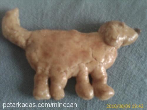 can Erkek Poodle (Minyatür Kaniş)
