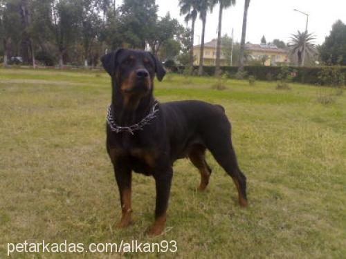 tyra Dişi Rottweiler