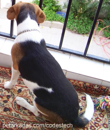 browny Dişi Beagle