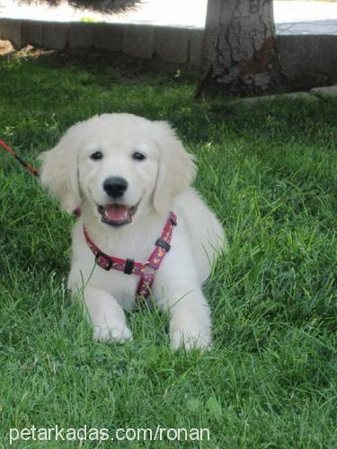 ares Dişi Golden Retriever