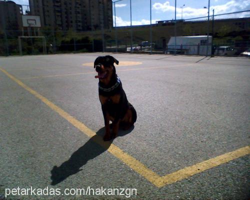 rasha Dişi Rottweiler