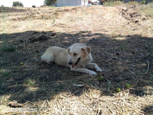 nİna Dişi Golden Retriever