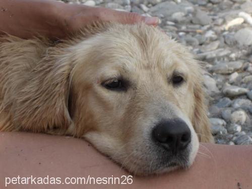 teddy Erkek Golden Retriever